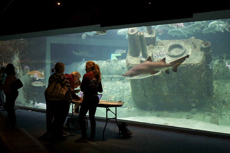 People in front of an aquarium tank while a shark swims in the background